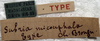 CollectionObject 1539579; 17f7c69e-beb2-4732-9290-02afcd267b23: labels (holotype). (CollectionObject).