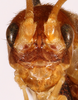 Adenophallusia naiguatana Mello & de Camargo E Mello, 1996: male, frontal head (paratype). (Otu).
