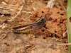 FieldOccurrence 481; d133e292-0389-4506-858f-5e47c1091fba; Mbale Escarpment W Usambara, 2018/06/09: male, lateral view. (FieldOccurrence).