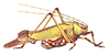 Deflorita (Deflorita) deflorita (Brunner von Wattenwyl, 1878): Pl.3, Fig.8. male. lateral view. (Otu).