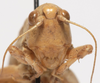 CollectionObject 1527099; c2e3f863-5af9-4251-92e4-d7f58587ec01: male face (holotype). (CollectionObject).