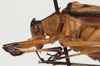 male head and pronotum, lateral view (holotype). Depicts CollectionObject 1527106; 42c339d6-5e17-4234-b089-9f3d5ec68b1a, a CollectionObject.