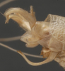 CollectionObject 1505716; 8dd08470-dbd0-4e29-83b3-34ad7a66a497: male cerci (holotype). (CollectionObject).