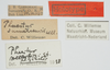 CollectionObject 1516364; 0aee51e9-2103-4092-b0e3-ca7f586cfbf9: labels (holotype of Phaestus sumatrensis). (CollectionObject).