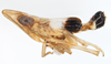Habitus, lateral view: !! display not done !! on Tumidagena terminalis (Metcalf, 1923): (Observation).