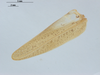 CollectionObject 1578225; ad0dcb8f-d87a-4429-870c-7cd0991b649a: male, right tegmen. (CollectionObject).