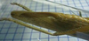 Xestophrys javanicus javanicus Redtenbacher, 1891: female ovipositor. (Otu).