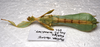 CollectionObject 1581343; a2b3837b-149d-4220-98cf-bd80f151703c: copyright ZRC Singapore. male, ventral view (paratype). (CollectionObject).;CollectionObject 1581344; 10a2ae77-0789-48d0-8ed5-f68a7fd10f6d: copyright ZRC Singapore. male, ventral view (paratype). (CollectionObject).