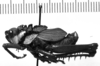 CollectionObject 1535588; 723b5225-2846-4830-9c8a-de73a20867c5: Image Carbonell, C.S. male, lateral view (syntype). (CollectionObject).