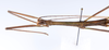 CollectionObject 1561593; f8adc9d0-e098-44fe-a45a-ad51d073dc55: copyright ZMUH, Hamburg. male: jead & thorax, lateral view (holotype). (CollectionObject).
