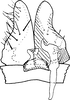 Subgenital plate, ventral view on Erythria rudobreva Dworakowska, 1993: Subgenital plates, stylus & connective. (Observation).