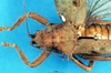 CollectionObject 1500340; 1bddc9bd-baaf-48f9-b714-5ad9d0eaca3e: female head and pronotum, dorsal view (lectotype). (CollectionObject).