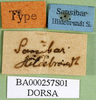 CollectionObject 1501236; c81a95ea-83f1-4627-b550-ce283560c26d: labels (syntype). (CollectionObject).