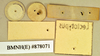 Epilampra basistriga Walker, 1868: Lectotype, female, labels, reverse. BMNH(E)#878071. (Otu).