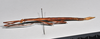 CollectionObject 1558564; 3ae685c8-f1c6-4bd0-85f7-d0b8fa72a781: copyright NTUC. female, lateral view (syntype). (CollectionObject).;CollectionObject 1558565; b09dd22e-7f33-4771-b1d9-24d893a97422: copyright NTUC. female, lateral view (syntype). (CollectionObject).