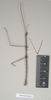 CollectionObject 1557971; 9c057d24-65f4-4e8d-8929-50c02566117d: copyright Natural History Museum, London. male (holotype). (CollectionObject).