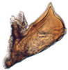 Aedeagus, lateral view on Achaeticina Emeljanov, 1962: Achaetica anbasidis, aedeagus, laterally (INHS). (Observation).