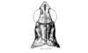 Incacris phaenogaster Rehn, 1942: Fig. 137. male head and pronotum, dorsal view. (Otu).