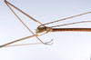 CollectionObject 1557635; 692daa00-b157-45e3-9c28-015a6ef8ad9a: copyright ZMUH, Hamburg. male: end of abdomen, lateral view (holotype). (CollectionObject).