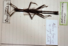 CollectionObject 1560414; fd053052-1efb-4970-be40-8e878404e646: copyright MHNG Geneva. male of synonym Ocnophila adulterina (holotype). (CollectionObject).