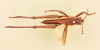CollectionObject 1518628; ccf0e446-6cf9-4dfb-9e85-678e89fa3476, NHMUK015982219: male, dorsal view (holotype). (CollectionObject).