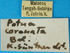 CollectionObject 1502874; 89972fb5-f3b3-4e82-bdcc-8101473e4a85: labels. (CollectionObject).