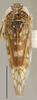 Habitus, dorsal view: Neoaliturus carbonarius, dorsally (INHS). (Observation).