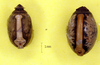 Extatosoma Gray, 1833: copyright Paul D. Brock. eggs of Extatosoma tiaratum [type species], SE Queenaland (left), northern Queensland (right). (Otu).