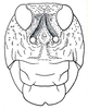 Crypsicerus cubicus Saussure, 1888: Fig. 6. male face. (Otu).