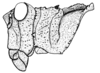 Descampsacris serrulata (Thunberg, 1824): Fig. 52. Female, head and pronotum (lateral view, from Mato Grosso). (Otu).