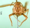 CollectionObject 1576328; 4246c994-d691-4b7d-9972-fadfbfa4b878: female, frontal view (allotype). (CollectionObject).