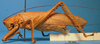 CollectionObject 1538356; f60f7c76-69ac-45a3-a969-9883c60bc254: male, lateral view. (CollectionObject).