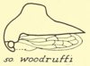 Habitus, lateral view: !! display not done !! on Telamona woodruffi Ball, 1925: (Observation).