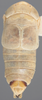 Habitus, dorsal view on Athysanella (Gladionura) crispa Blocker & Johnson, 1990: Dorsal. (Observation).