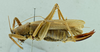 CollectionObject 1531880; 4f4c2297-5f8c-45d6-97b7-8d1b4a02e1c5: female habitus, lateral view (holotype). (CollectionObject).