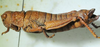 CollectionObject 1498702; 27418171-d4af-49b0-8e1d-eadd345d3a49: female, lateral view. (CollectionObject).