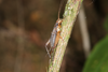 FieldOccurrence 3516; e2941bd1-ee35-49d4-b127-d4491d354bd1; Brazil: Rio de Janeiro
Itatiaia, Parque Nacional do Itatiaia, 2021/09/23-2021/09/27
Pedro Souza-Dias, Maria Vitória Borille, Adriano Siqueira, Bernardo Ferraz
Active Search: Female. (FieldOccurrence).