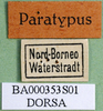 CollectionObject 1500261; a5a184c3-dfac-4f85-9c01-2de6d0a55eb6: labels (paratype). (CollectionObject).