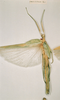 CollectionObject 1562292; 1433a1a5-3be2-4131-adcc-12ee8cf5e06c: copyright NHRS, Stockholm. female (syntype). (CollectionObject).