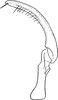 Stylus: !! display not done !! on Idiocerus (Idiocerus) stigmaticalis Lewis, 1834: Stylus. (Observation).