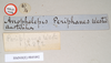 CollectionObject 1558546; NHMUK(SF IMPORT DUPLICATE) 845092, 84baf0d9-8a60-4458-be6f-95f9f040b758: copyright Natural History Museum, London. female, data labels [round label reversed] (holotype). (CollectionObject).