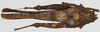 CollectionObject 1580737; 0b06e092-e292-43f9-b216-5dbe09ada5cb: female, dorsal view (syntype). (CollectionObject).