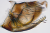Pygofer, lateral view: (Observation).