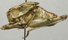 Aglaothorax giganteus (Rentz & Birchim, 1968): male habitus, lateral view (paratype). (Otu).