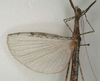 CollectionObject 1557220; NMW 972, 309829db-feaf-44ca-9c3a-7f443b8117d5: copyright NMW, Vienna. female: head and thorax, dorsal view (lectotype). (CollectionObject).