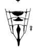 Ovipositor on Caribovia constans (Walker, 1858): (Observation).