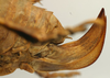CollectionObject 1517478; 18f1e865-ef63-4592-8e0f-982a166072ef: female ovipositor (holotype). (CollectionObject).