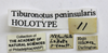 CollectionObject 1523458; 7579d326-9a80-4674-ad36-301e0e32452d: labels (holotype). (CollectionObject).