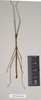 CollectionObject 1559546; NHMUK(SF IMPORT DUPLICATE) 844766, 7ba18df6-5bf1-402e-9090-f52d6be1091a: copyright Natural History Museum, London. male of synonym Lopaphus langkawicus (holotype). (CollectionObject).