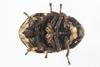 Live specimen on Clastoptera xanthocephala Germar, 1839: (Observation).